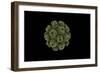 Conceptual Image of Polyomavirus-null-Framed Art Print