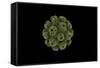 Conceptual Image of Polyomavirus-null-Framed Stretched Canvas