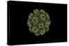 Conceptual Image of Polyomavirus-null-Stretched Canvas