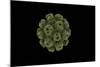 Conceptual Image of Polyomavirus-null-Mounted Art Print