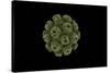 Conceptual Image of Polyomavirus-null-Stretched Canvas