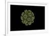 Conceptual Image of Polyomavirus-null-Framed Art Print