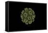 Conceptual Image of Polyomavirus-null-Framed Stretched Canvas