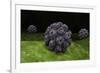 Conceptual Image of Polyomavirus-null-Framed Art Print