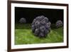 Conceptual Image of Polyomavirus-null-Framed Art Print