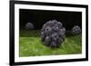 Conceptual Image of Polyomavirus-null-Framed Art Print