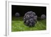 Conceptual Image of Polyomavirus-null-Framed Art Print