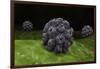 Conceptual Image of Polyomavirus-null-Framed Art Print