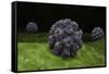 Conceptual Image of Polyomavirus-null-Framed Stretched Canvas