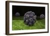 Conceptual Image of Polyomavirus-null-Framed Art Print