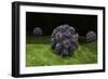 Conceptual Image of Polyomavirus-null-Framed Art Print