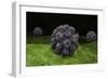 Conceptual Image of Polyomavirus-null-Framed Art Print