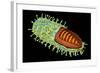 Conceptual Image of Rabies Virus-null-Framed Art Print