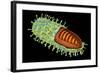 Conceptual Image of Rabies Virus-null-Framed Art Print