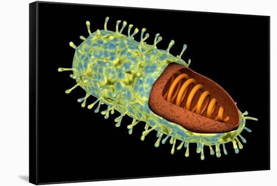 Conceptual Image of Rabies Virus-null-Framed Stretched Canvas