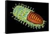 Conceptual Image of Rabies Virus-null-Framed Stretched Canvas