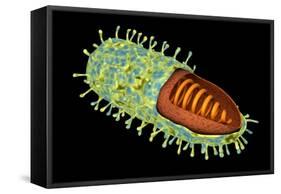 Conceptual Image of Rabies Virus-null-Framed Stretched Canvas