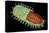 Conceptual Image of Rabies Virus-null-Stretched Canvas