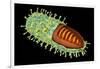 Conceptual Image of Rabies Virus-null-Framed Art Print