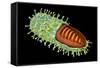 Conceptual Image of Rabies Virus-null-Framed Stretched Canvas