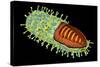 Conceptual Image of Rabies Virus-null-Stretched Canvas