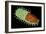 Conceptual Image of Rabies Virus-null-Framed Art Print