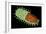 Conceptual Image of Rabies Virus-null-Framed Art Print