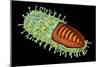 Conceptual Image of Rabies Virus-null-Mounted Art Print