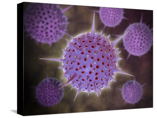 Stretched Canvas Print, , large