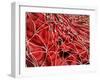 Conceptual Image of Red Blood Cells with Fibrin-null-Framed Art Print
