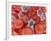 Conceptual Image of Red Blood Cells with Platelets-null-Framed Art Print