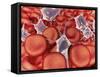 Conceptual Image of Red Blood Cells with Platelets-null-Framed Stretched Canvas