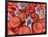 Conceptual Image of Red Blood Cells with Platelets-null-Framed Art Print