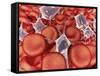 Conceptual Image of Red Blood Cells with Platelets-null-Framed Stretched Canvas