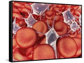 Conceptual Image of Red Blood Cells with Platelets-null-Framed Stretched Canvas