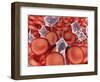 Conceptual Image of Red Blood Cells with Platelets-null-Framed Art Print