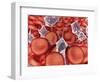 Conceptual Image of Red Blood Cells with Platelets-null-Framed Art Print