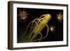 Conceptual Image of Salmonella Typhi Causing Typhoid-null-Framed Premium Giclee Print