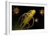 Conceptual Image of Salmonella Typhi Causing Typhoid-null-Framed Premium Giclee Print