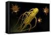 Conceptual Image of Salmonella Typhi Causing Typhoid-null-Framed Stretched Canvas