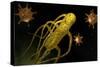 Conceptual Image of Salmonella Typhi Causing Typhoid-null-Stretched Canvas