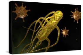 Conceptual Image of Salmonella Typhi Causing Typhoid-null-Stretched Canvas