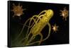 Conceptual Image of Salmonella Typhi Causing Typhoid-null-Framed Stretched Canvas