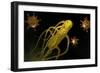 Conceptual Image of Salmonella Typhi Causing Typhoid-null-Framed Art Print