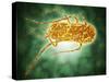 Conceptual Image of Salmonella-null-Stretched Canvas