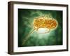 Conceptual Image of Salmonella-null-Framed Art Print