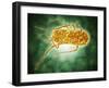 Conceptual Image of Salmonella-null-Framed Art Print