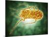 Conceptual Image of Salmonella-null-Mounted Art Print