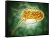 Conceptual Image of Salmonella-null-Framed Stretched Canvas