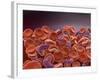 Conceptual Image of Sickle Cell Anemia with Red Blood Cells-null-Framed Art Print